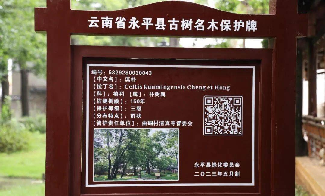 永平为这些古树挂上"护身符"_保护_名木_永平县