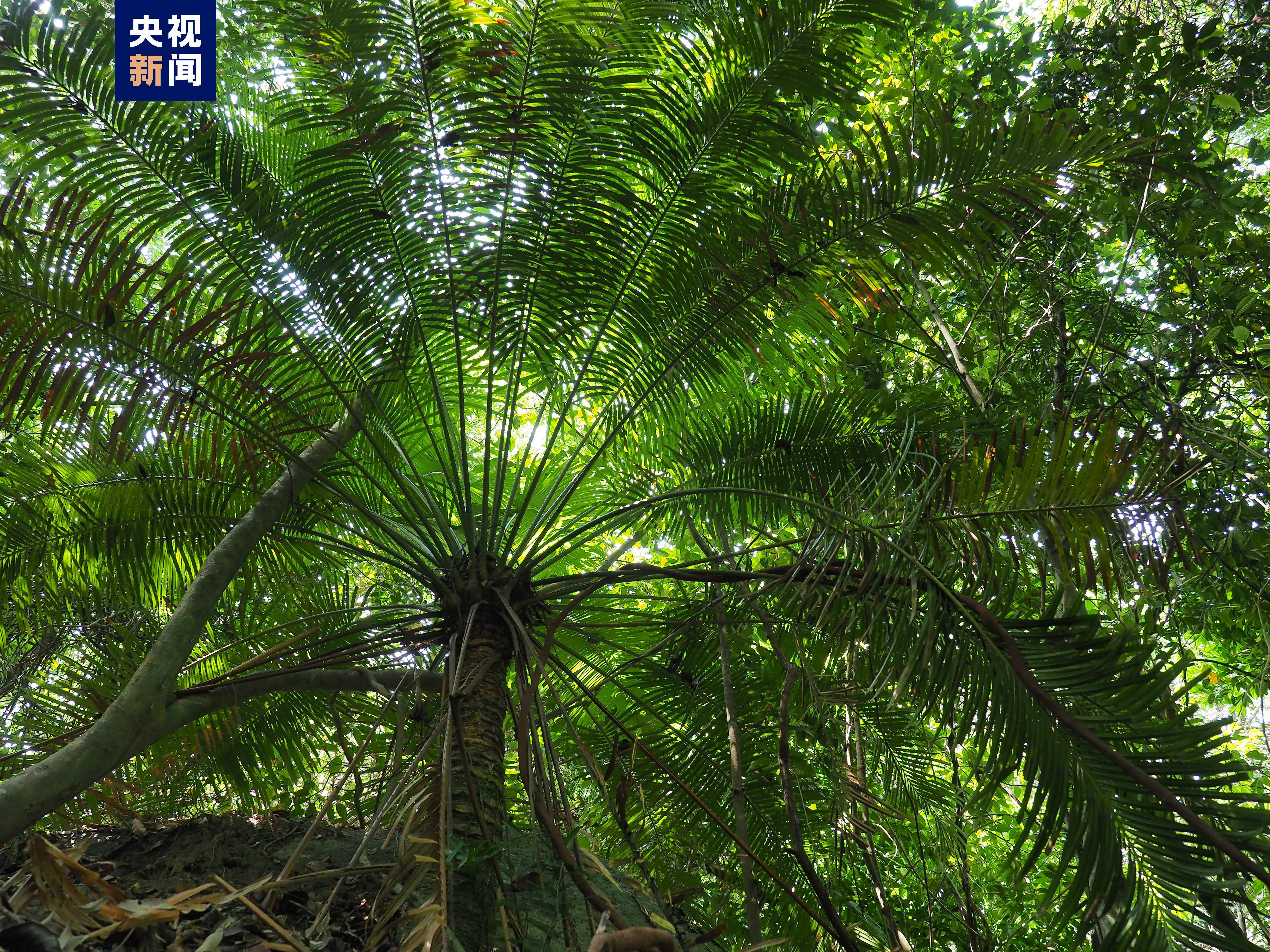 据统计,海南热带雨林国家公园有野生维管植物210科1159属3653种,占