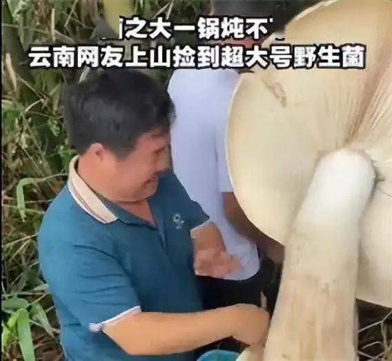 男子捡到超大野生菌一锅炖不下 吃野生菌需要注意什么