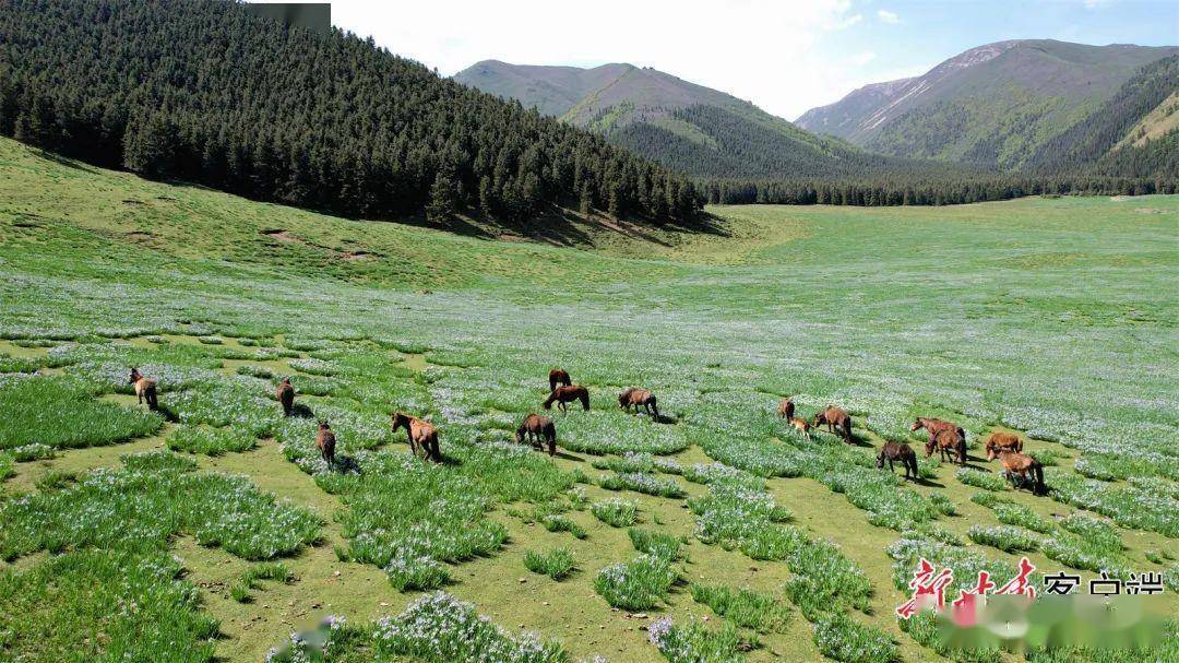 天祝:马兰花开等客来_金奉乾_甘肃_草原