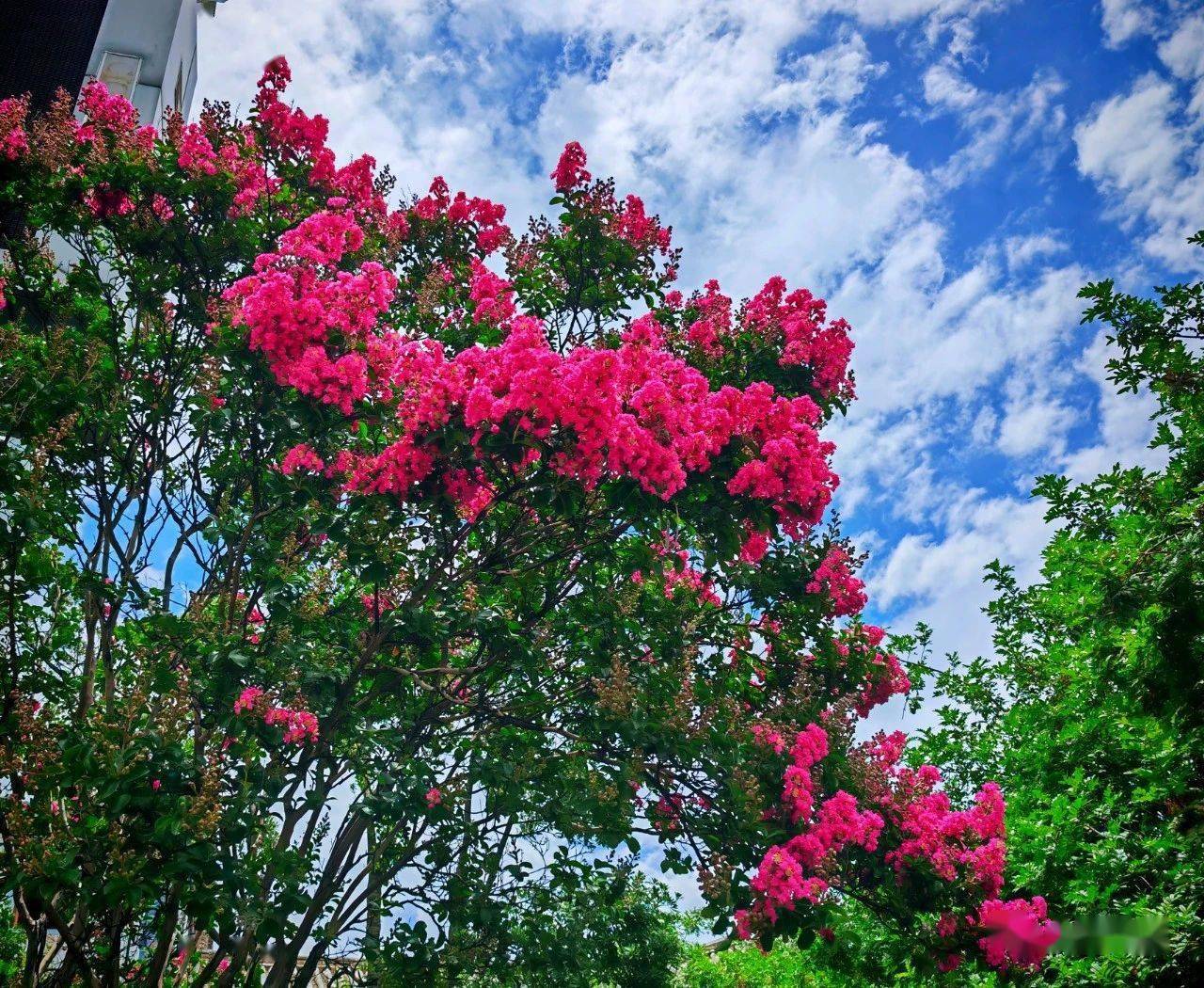 火把花开红艳艳_公园_花色_满园