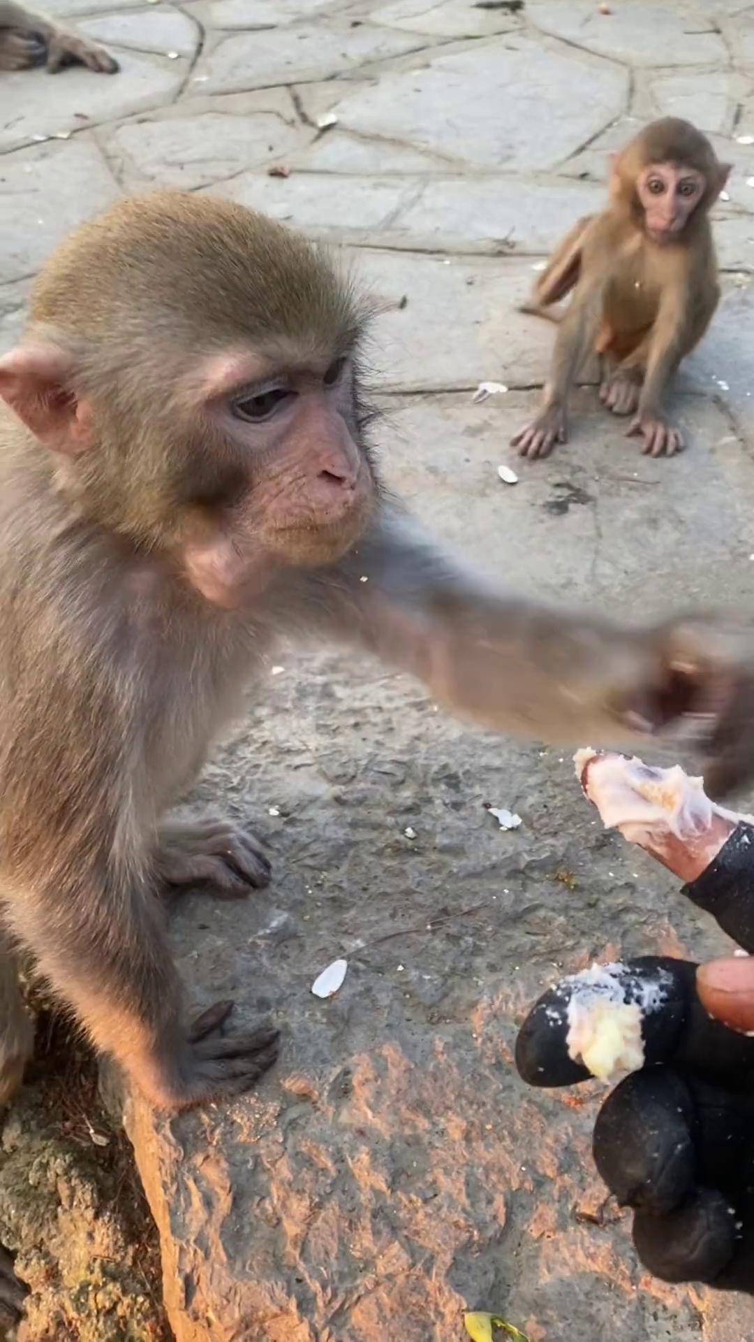 奶油猴子的简单挤法图片