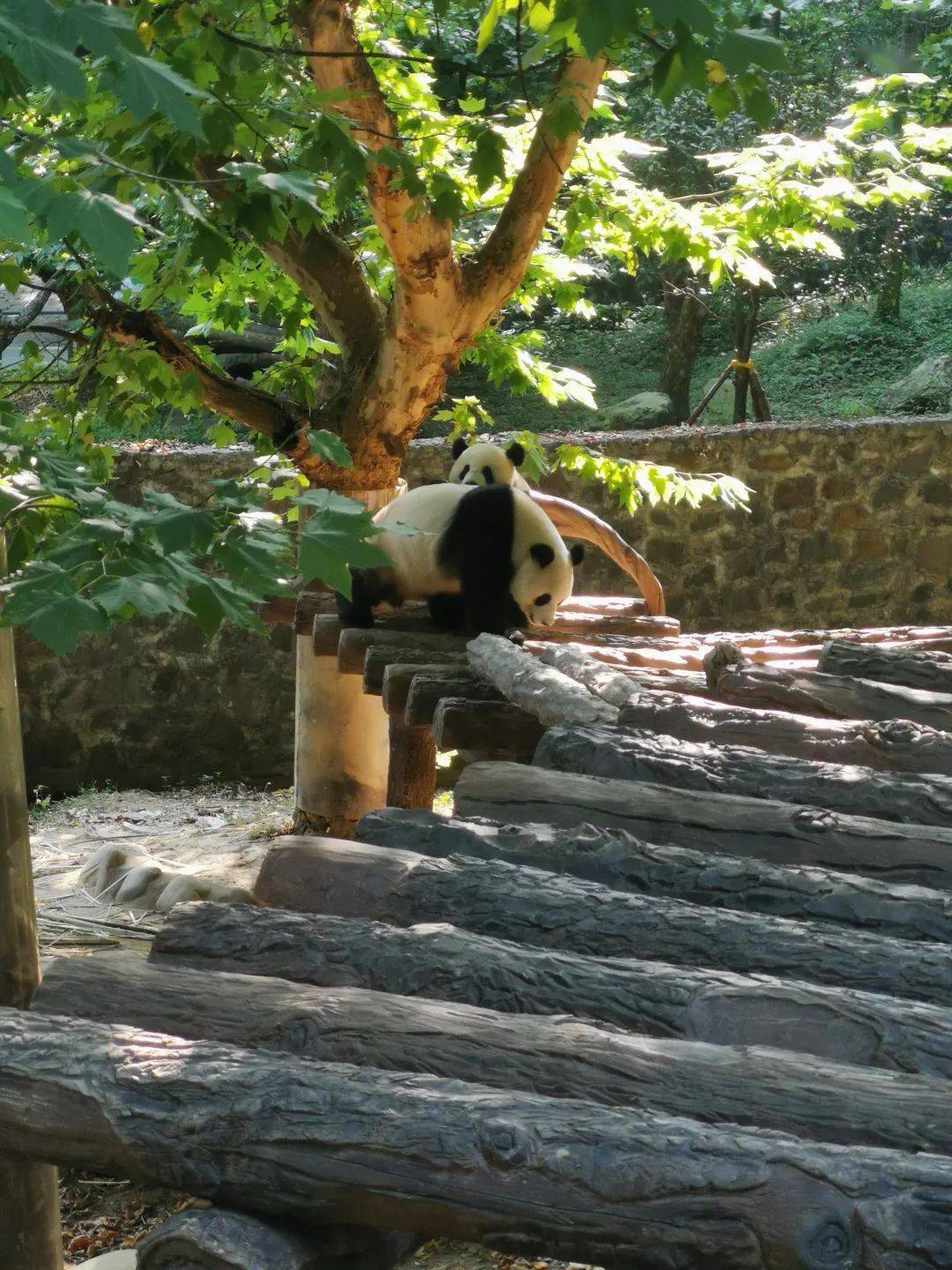 在四川_小时_熊猫基地_九寨沟