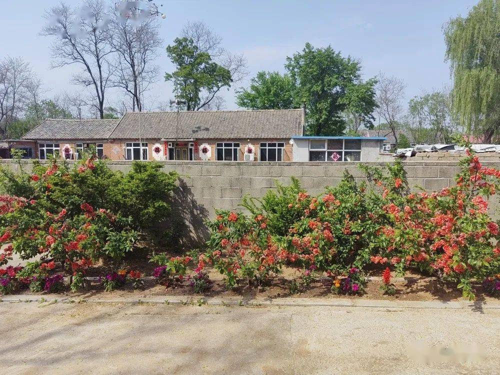 建和美乡村 晒美丽庭院|晒晒我的小院子⑤光明山镇_庄河市_桃花_工作