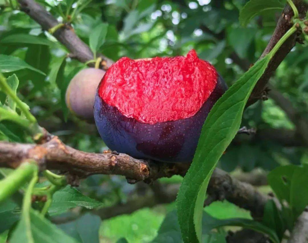 芙蓉李图片大全大图图片