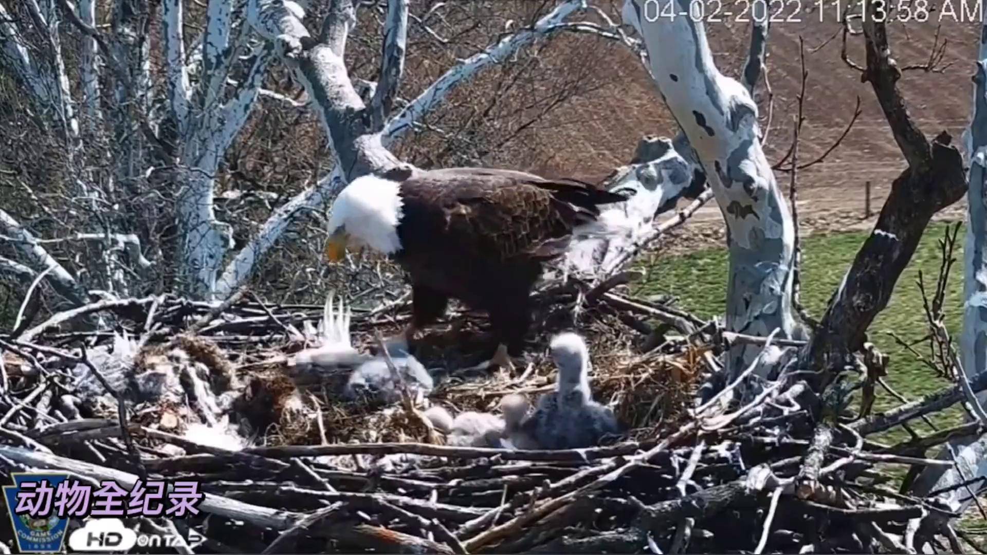 白头海雕育雏 动物世界 万物皆有灵性 鸟类