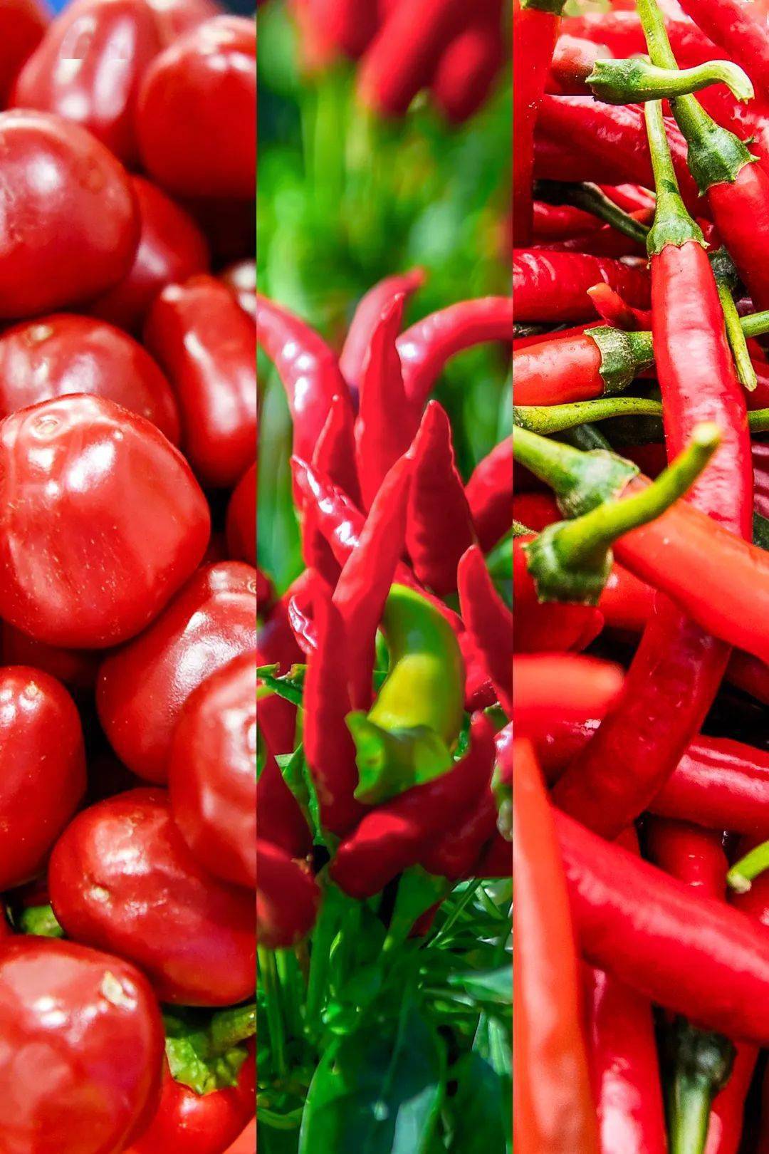 海椒和辣椒的区别图图片