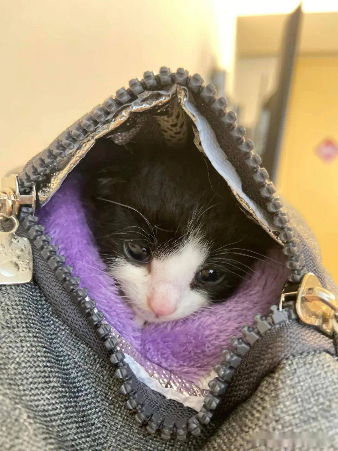 领养的乖巧奶猫竟双手比心,像在感恩,太可爱啦~_小奶_爱心_爪子