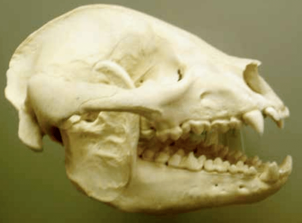 道解剖,生理特点以及物种进化的观点来分类,大熊猫是地道的肉食动物