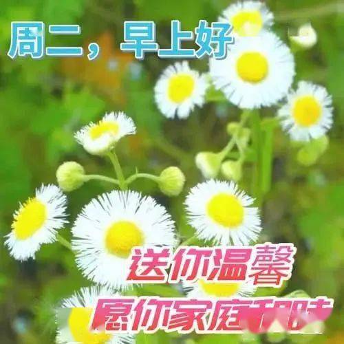 最新早上好祝福问候语精选，早上好暖心祝福问候语（早上好问候语温馨简短）