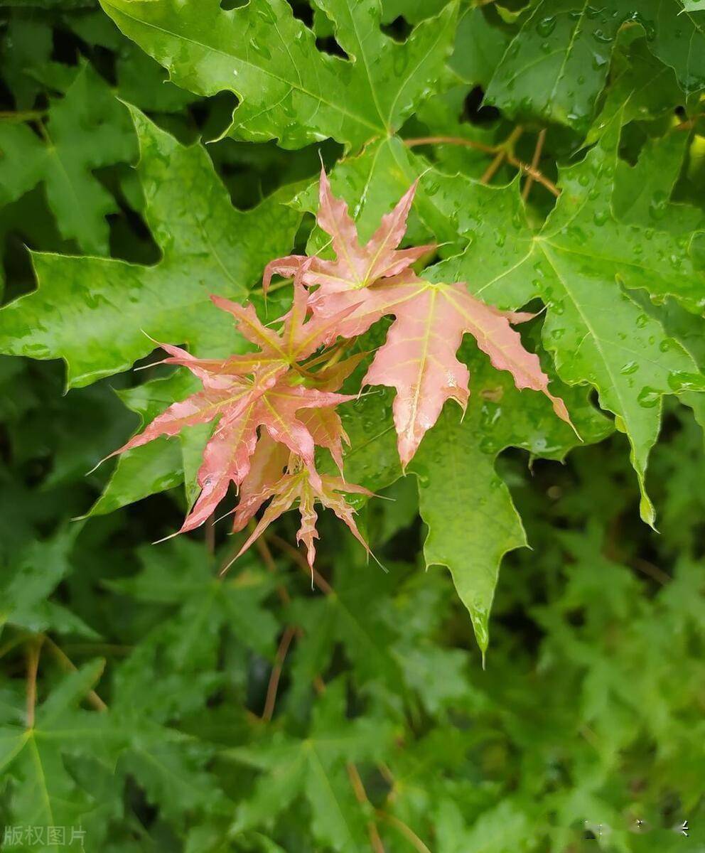 原以为枫叶是秋天才红今天从枫林经过才发现这绿荫的家族新生代的五角
