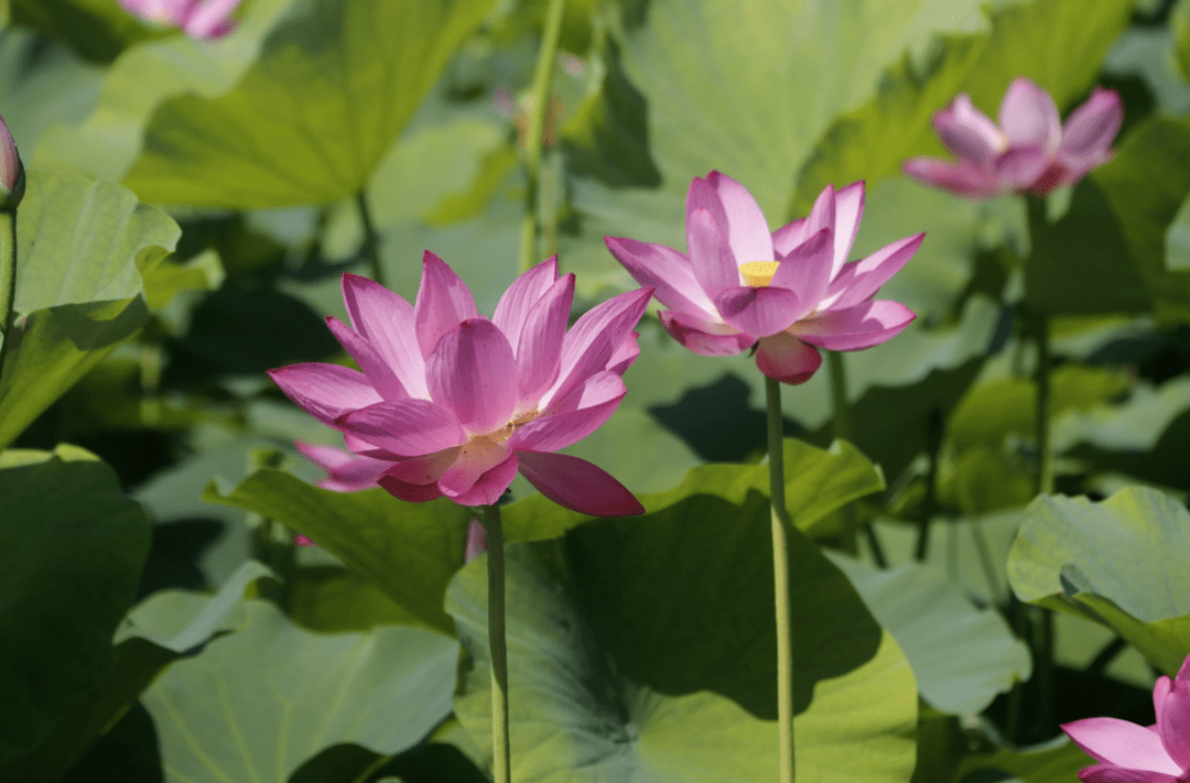 顺义这片30余亩荷花海,惊艳盛放!