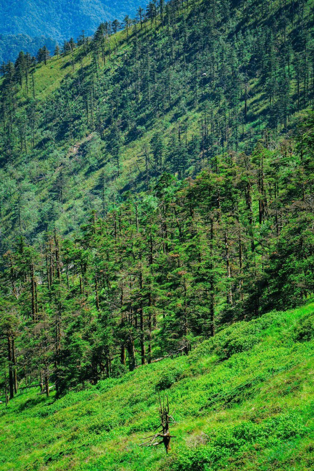 探秘秦岭腹地原始森林,观大美高山草甸,赏醉美杜鹃花海!