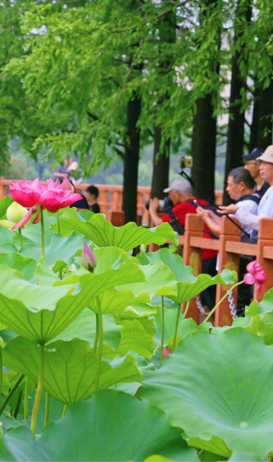 合任天真在楊浦公園裡透過觀魚廊花窗望去荷葉蹁躚,花影朦朧走近花池