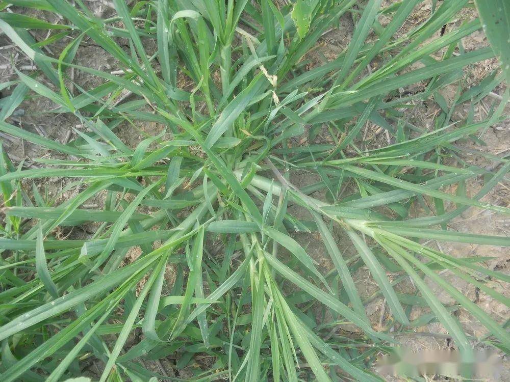 【专访】玉米除草剂越打草越多?浪费钱又不见效?