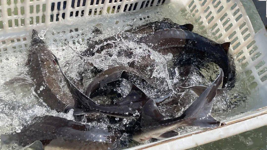 栖凤街道八坎村:鲟鱼生态养殖畅销国内外市场_安龙县_水产_鱼塘