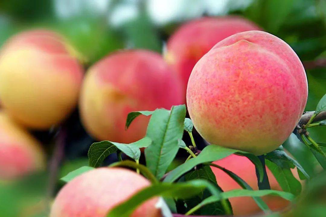 大华山镇鲜桃大量上市,开启你的甜夏之旅~_种植_品种_桃香