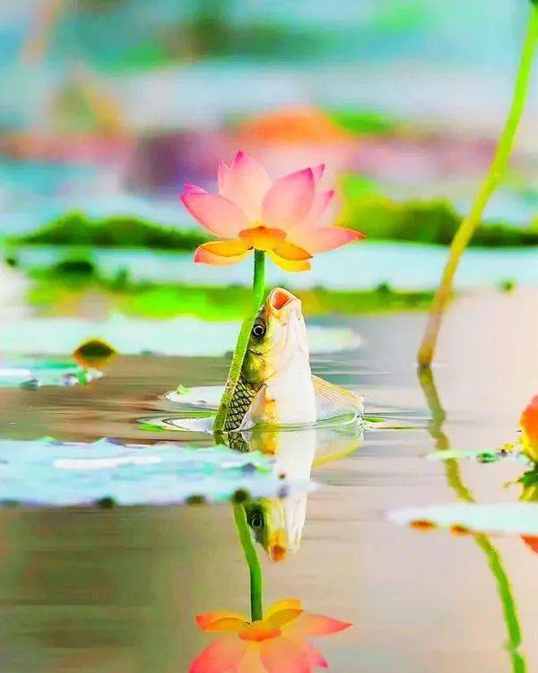 鱼戏莲叶间,太精彩了!_田田_网络综合_图片