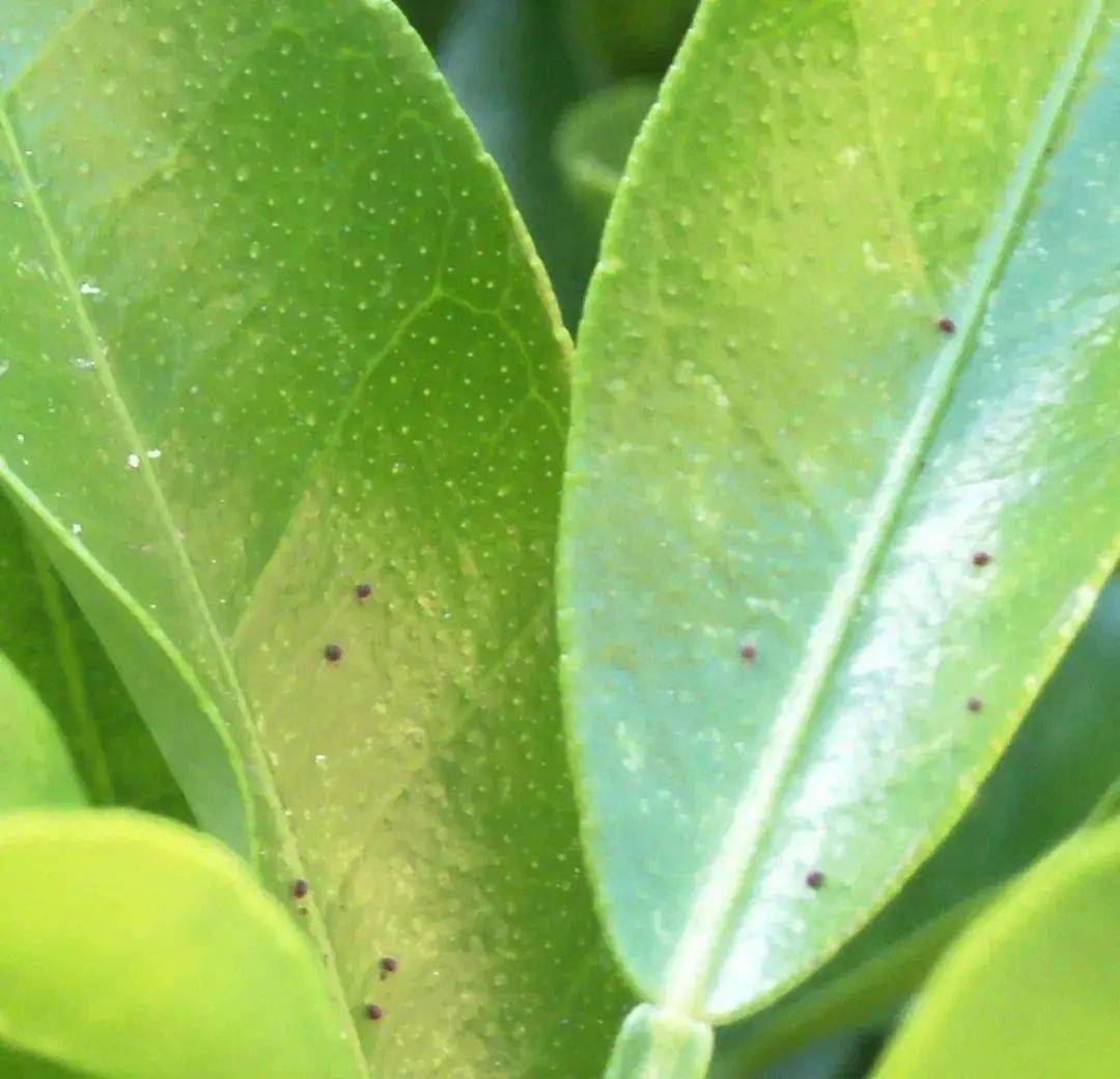 07豇豆蓟马优先选用金龟子绿僵菌cqma421,苦参碱等生物农药,在蓟马