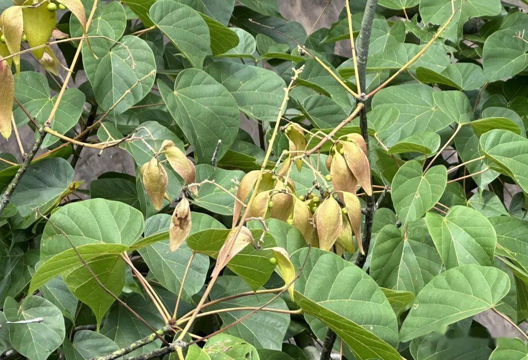 丹霞山植物轻扫