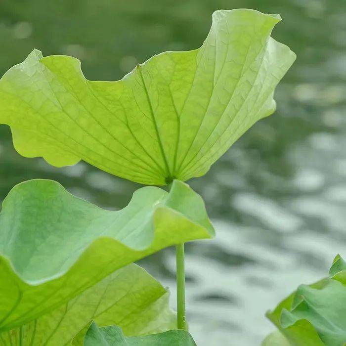 你的头像有点绿_头像_治愈_宫崎骏