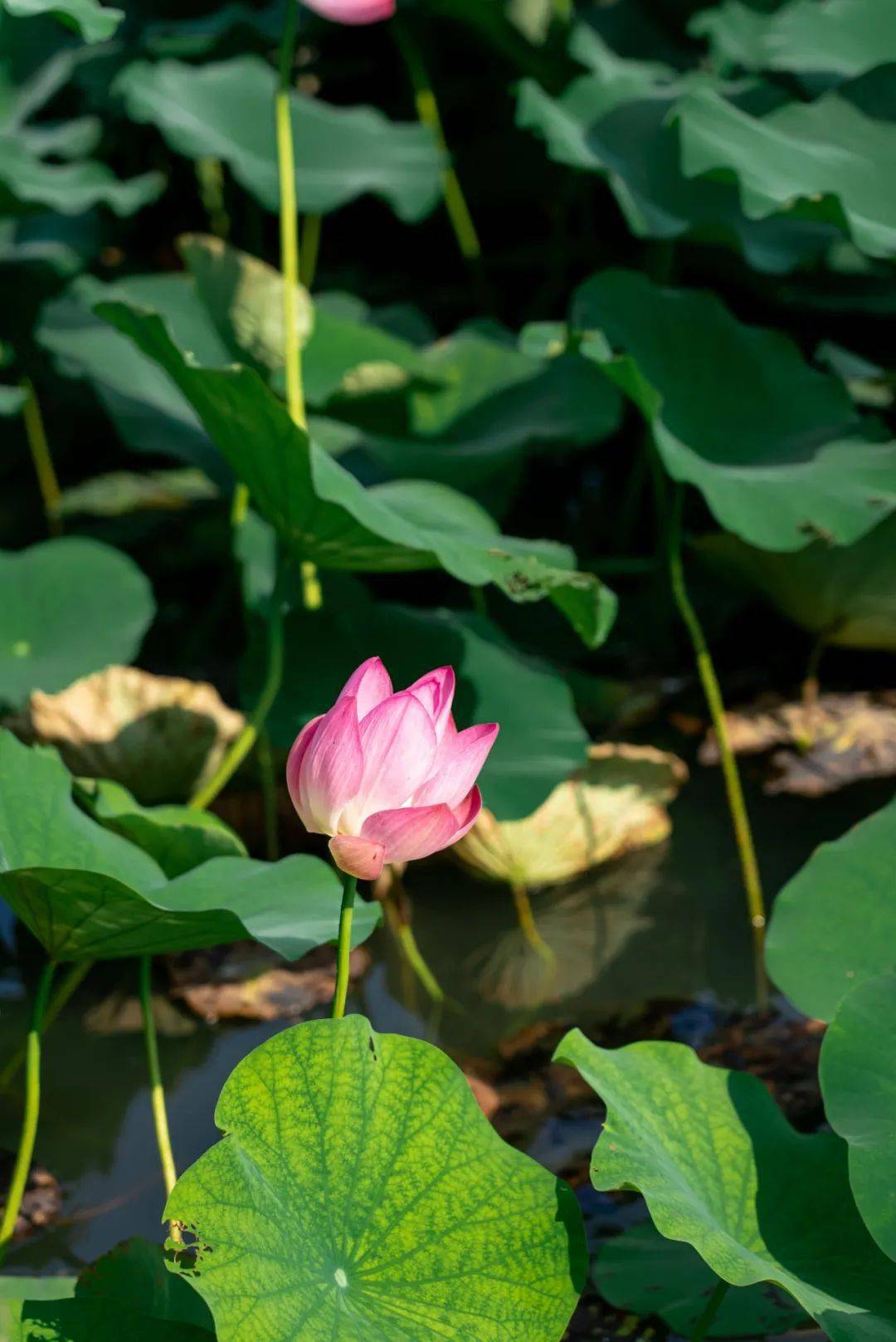 没有一位新北妈妈,会拒绝这组头像06_荷花_常州_荷塘