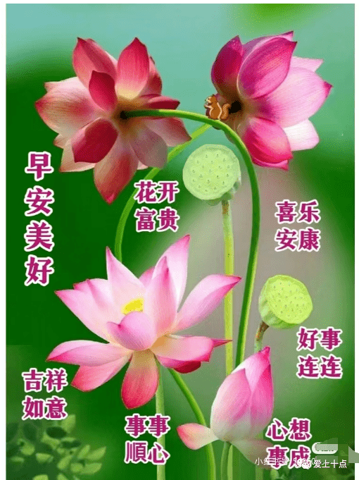 最新版最漂亮的早上好短语句子，祝福问候，开心幸福（早上好的暖心祝福句子）