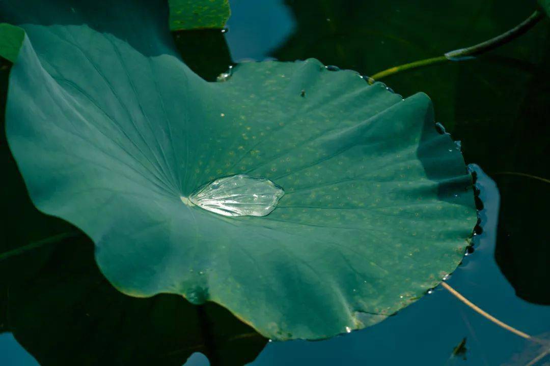 没有一位新北妈妈,会拒绝这组头像06_荷花_常州_荷塘