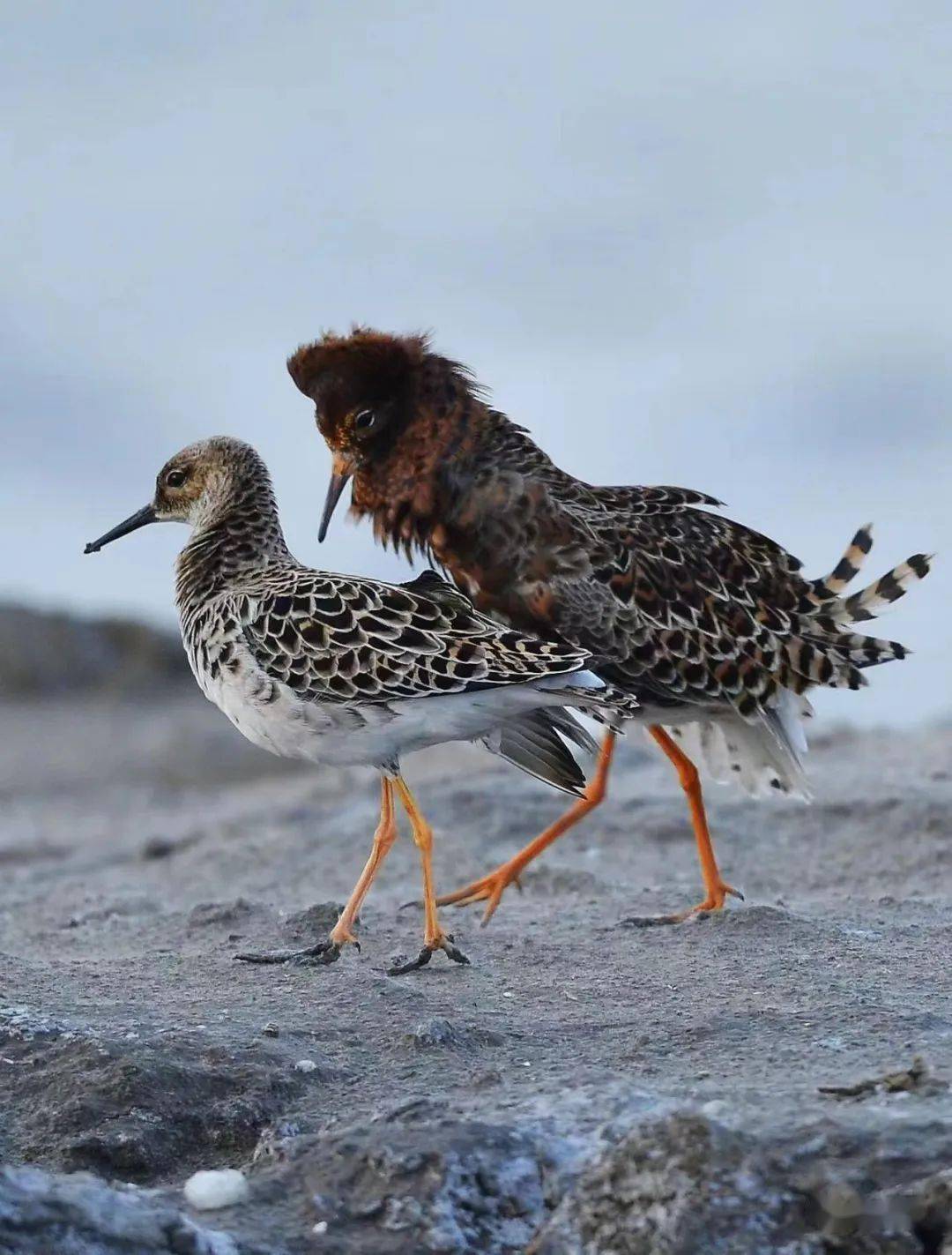 其貌不杨打一动物(其貌不扬的动物是指哪个生肖)