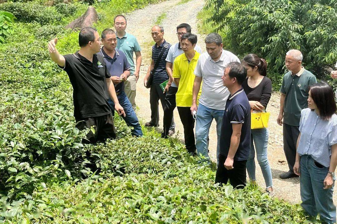 连南以人才振兴助推乡村振兴丨百千万工程_种植_寨岗镇_活动