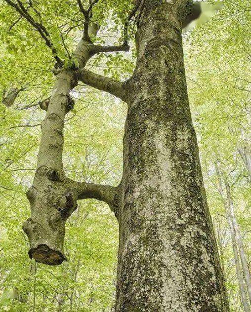 盘点20棵不想死的树呈现了生命意志的顽强