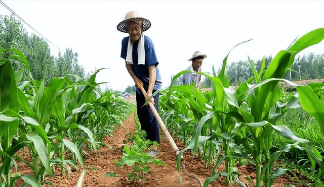 到底是怎么回事,农民种田该如何考证?_现代化_知识_证书