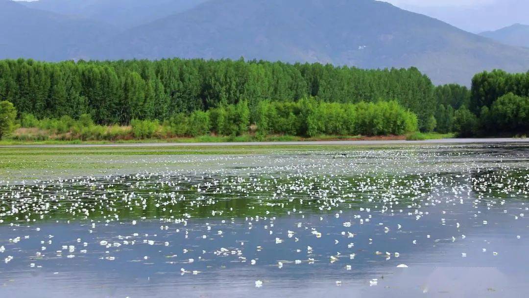 海菜花連片開放,野生動物頻現.