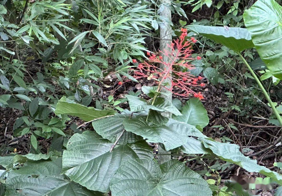 丹霞山植物轻扫(四)