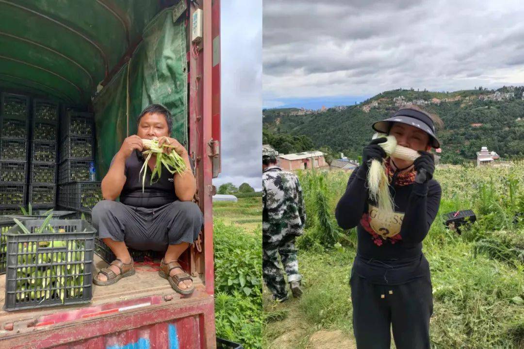 大羊街乡爆浆牛奶玉米火热预订中!_红河谷_红河县_彩云