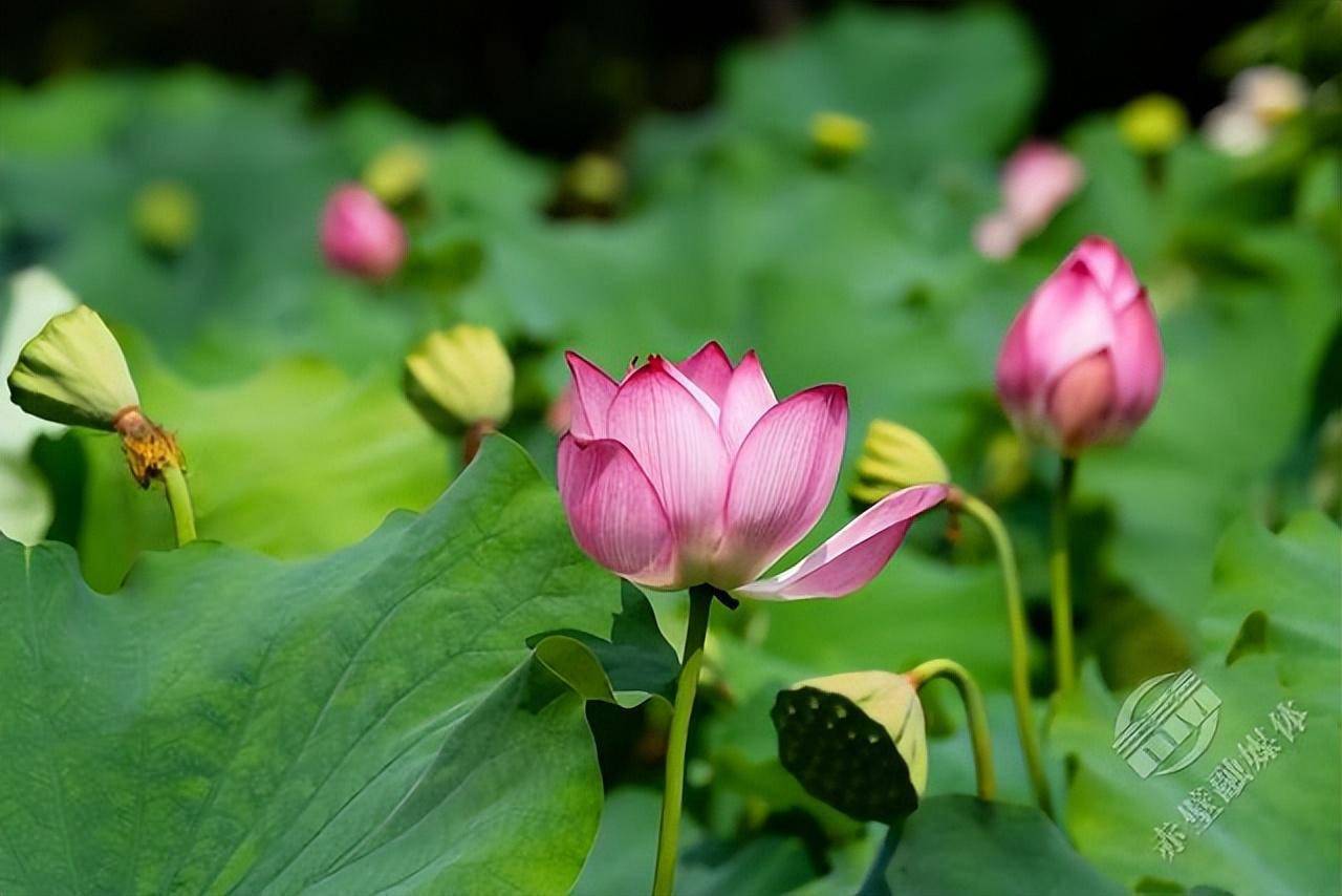 赤壁:小暑至 荷叶圆荷花艳蜻蜓露珠戏南园_来源_池中隐_味道