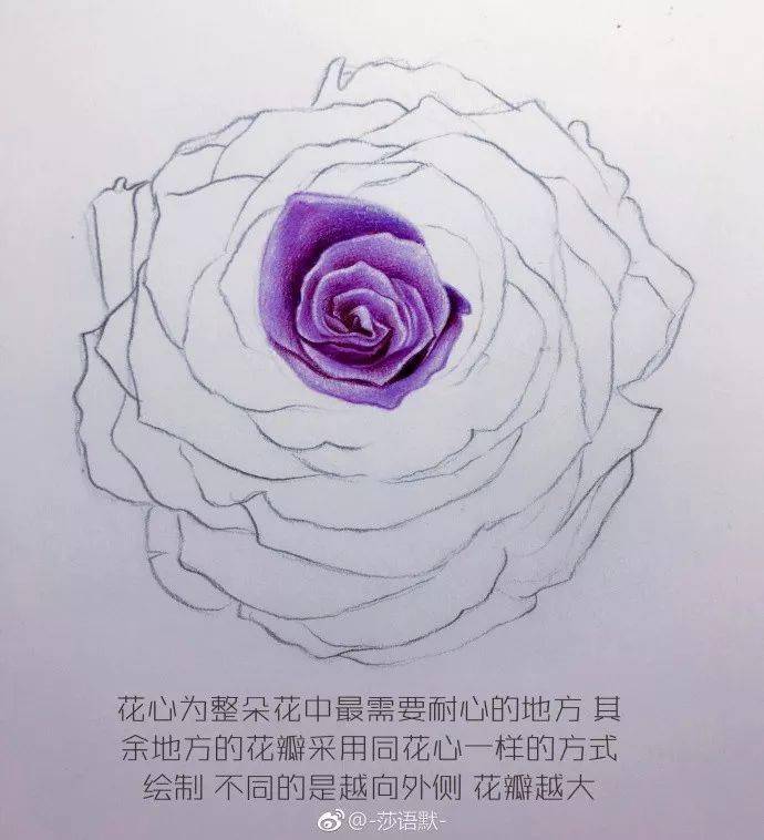 玫瑰花彩铅画一步一步图片