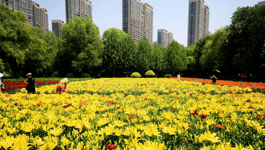 沈阳这个地方15万株百合绽放!花期约30天!_花展_和平区_水湾