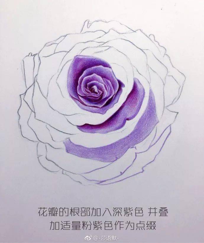 玫瑰花彩铅画一步一步图片