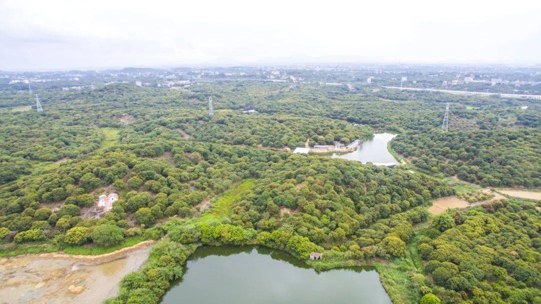 电白林头黄阳乡村旅游项目来了_建设_茂名市_林头镇