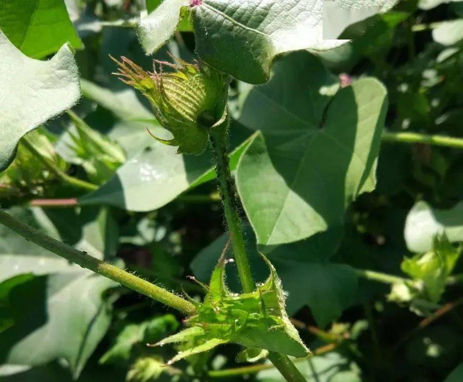 棉花打顶技术_果枝_时间_长势