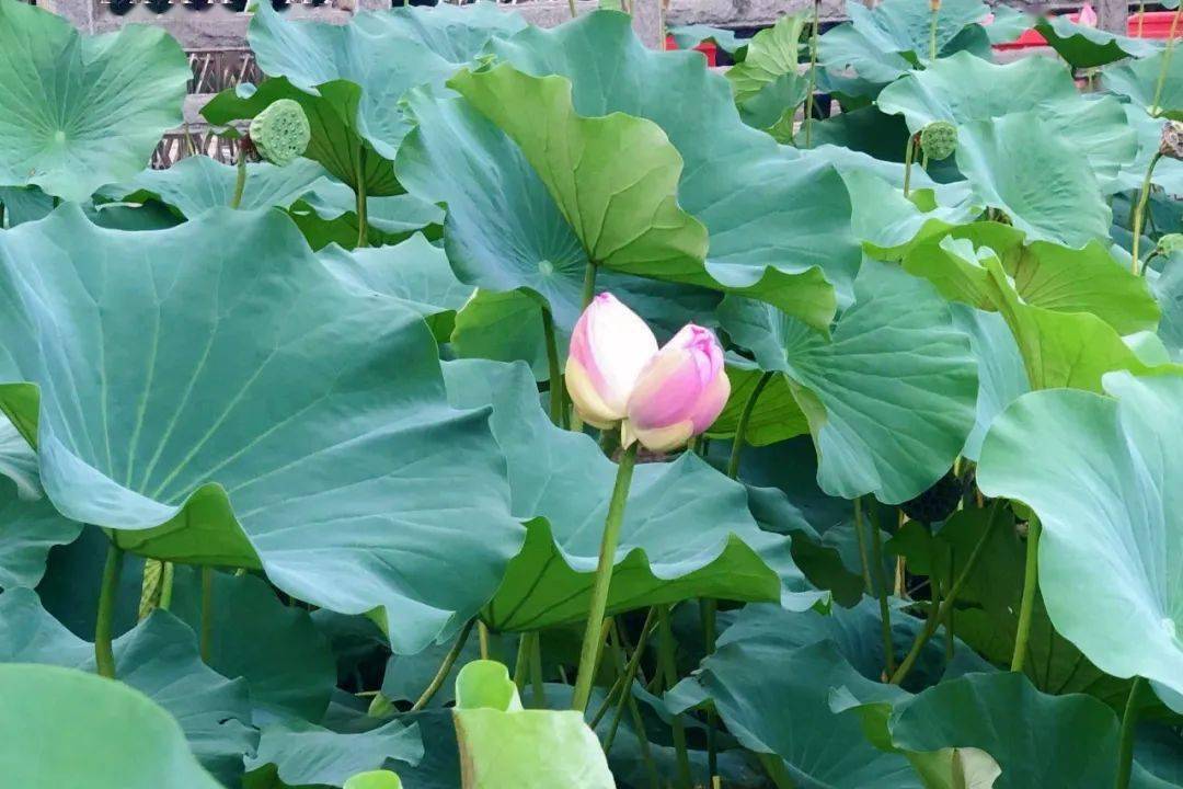 "我开了,你的头像该更新啦~"_荷花_赏荷_济南