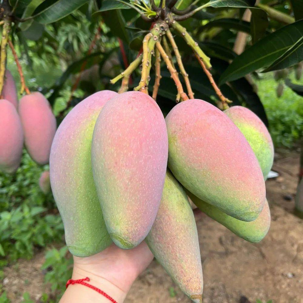 【百色贵妃芒】9斤 (30-45个)才29.9!