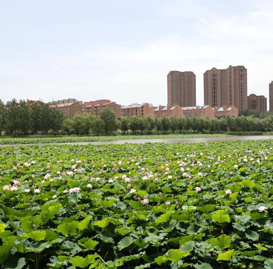 汾河公园里拍到的…太美!_洪洞_风光_前往