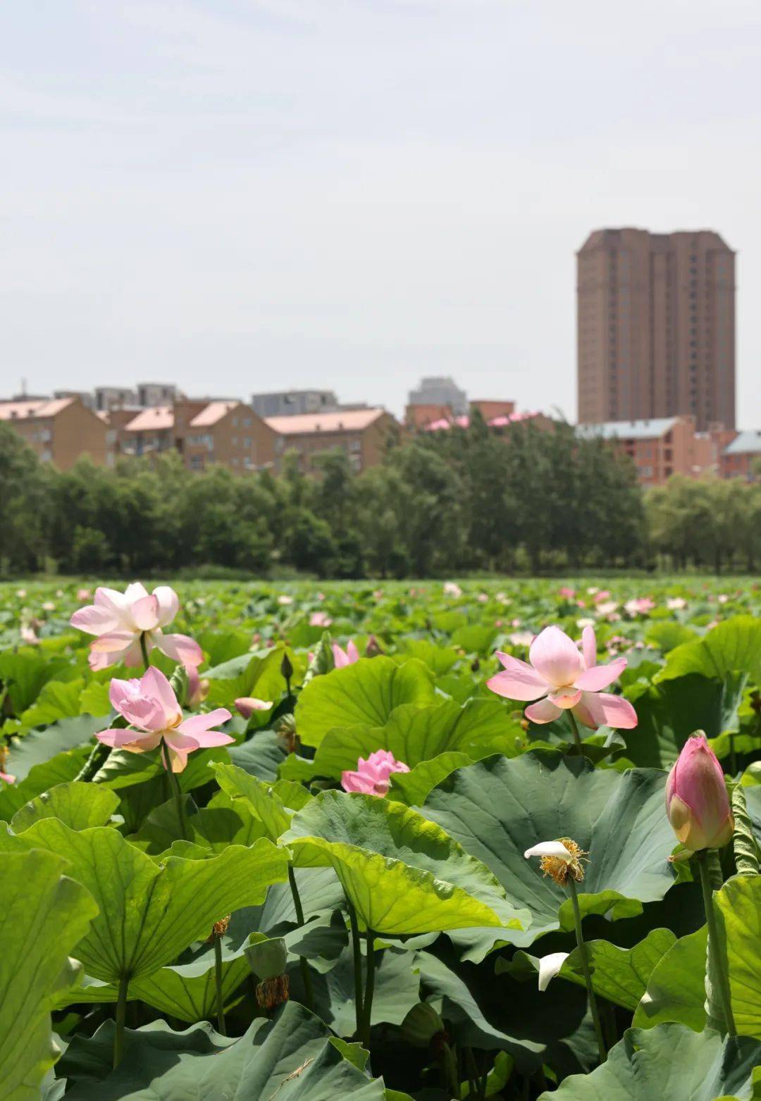 汾河公园里拍到的…太美!_洪洞_风光_前往