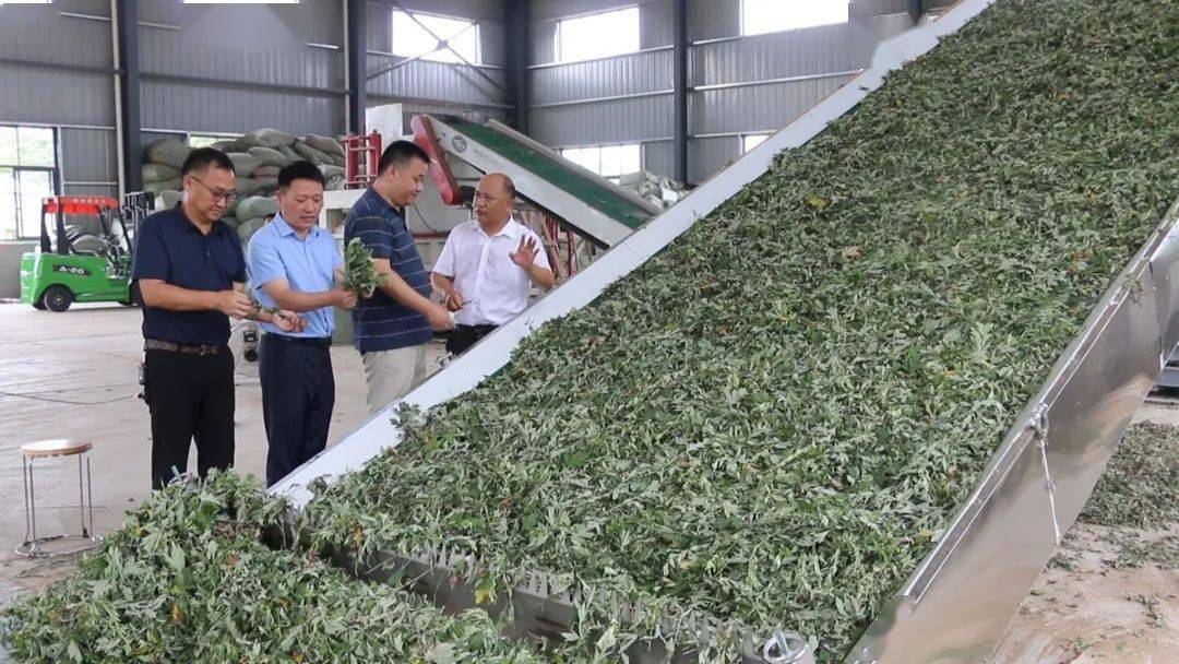 这几天,管窑镇楼岗村蕲艾烘干厂房内机器轰鸣,工人师傅们将新鲜的艾叶