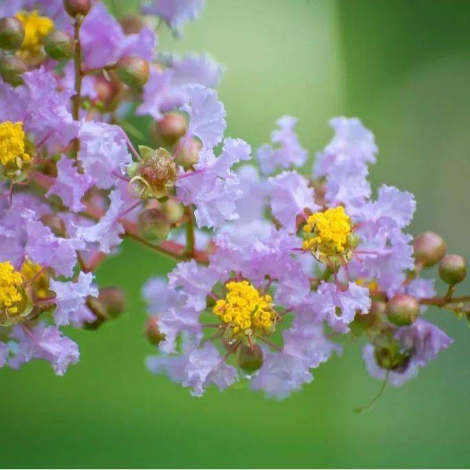 【花情预报员】盛夏时节 市花紫薇为你呈现夏日浪漫_宿迁_树皮_迎宾