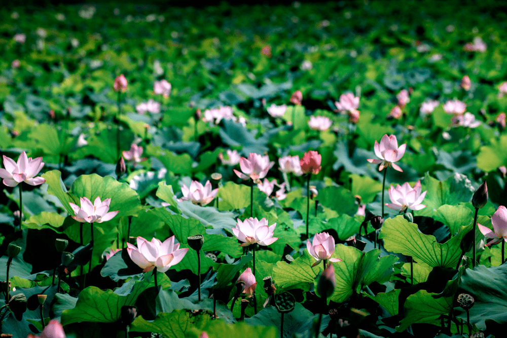 上海这几个地方都可以欣赏到美美的荷花～_地址_公园_荷叶