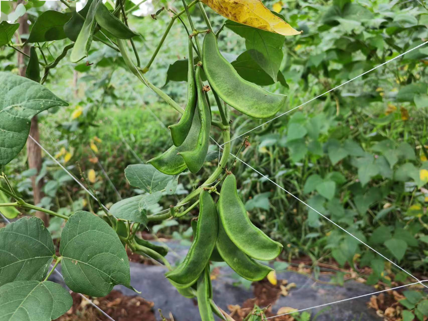 南华沙桥镇:豆农田间地头采摘忙_荷包_种植地_南华县