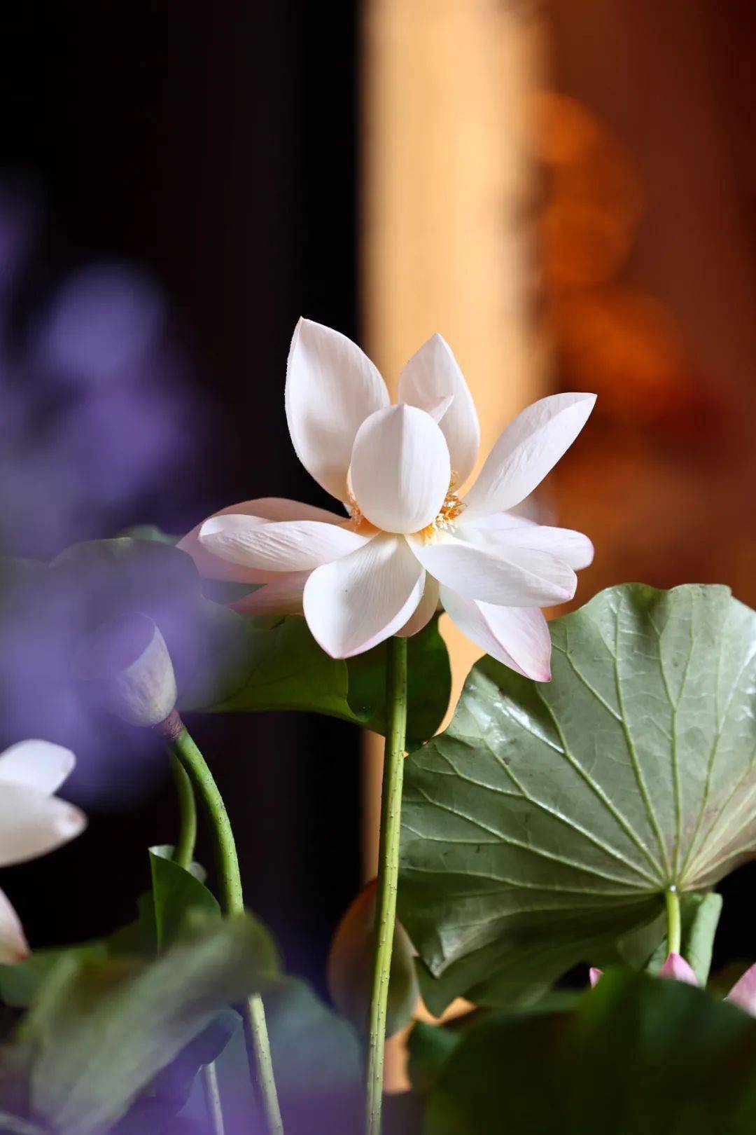 这个周末"善缘荷合"一起来_菩萨_莲花_大宝